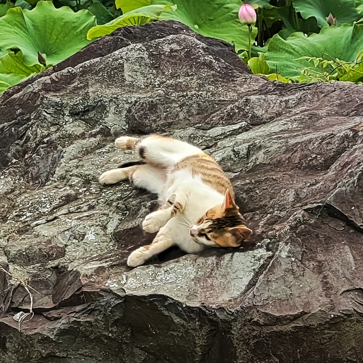 惬意