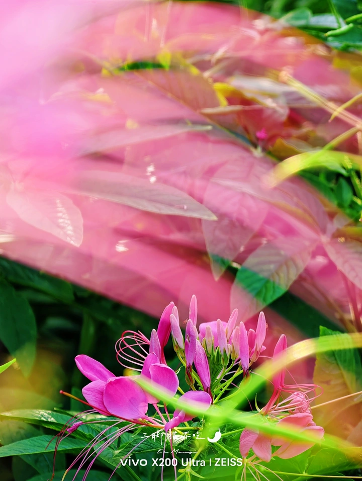 「醉蝶花」