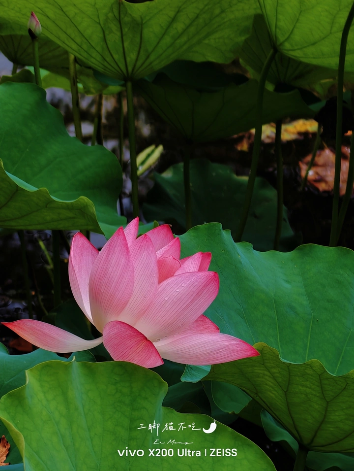 「误入藕花深处」