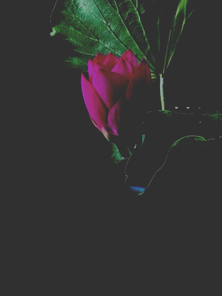 荷花