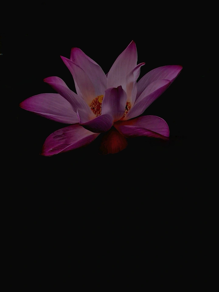 绍兴荷花