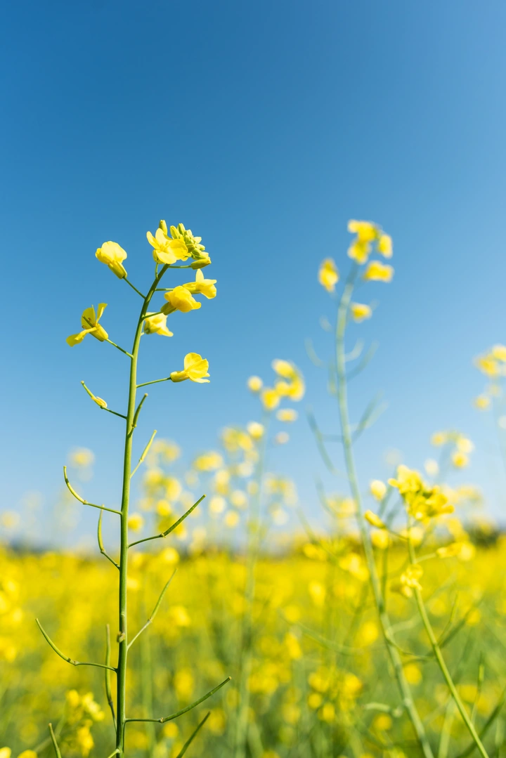 油菜花观花倒计时