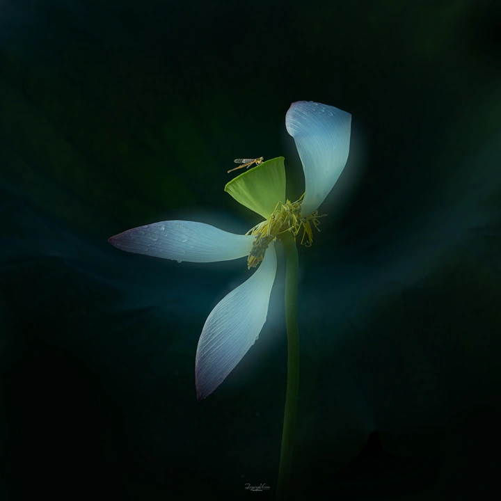 风中摇曳