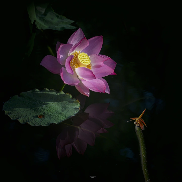 绽放