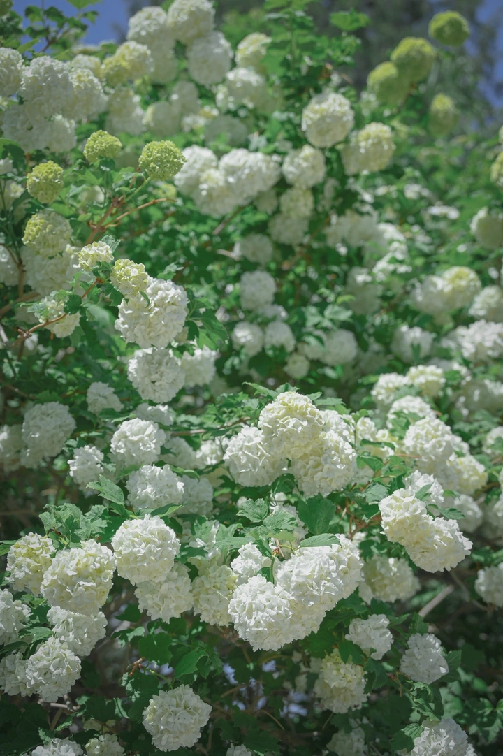 花团锦簇