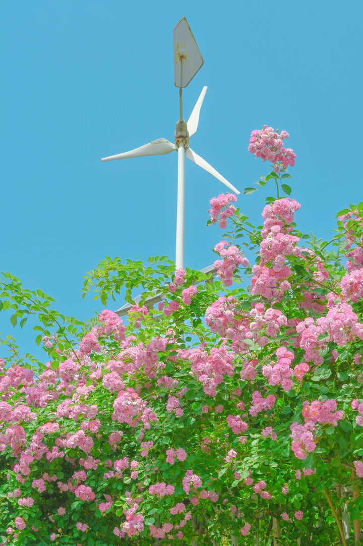 暖风吹，花便开