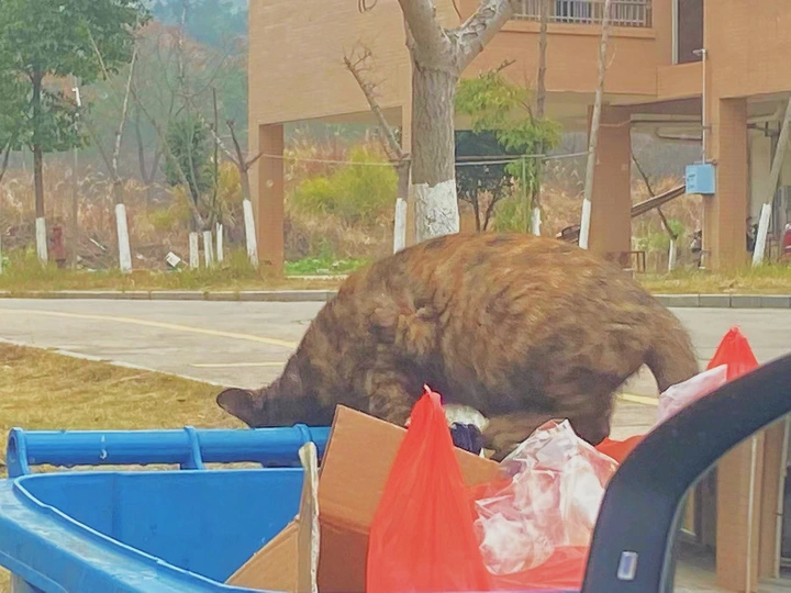 偷拍小猫