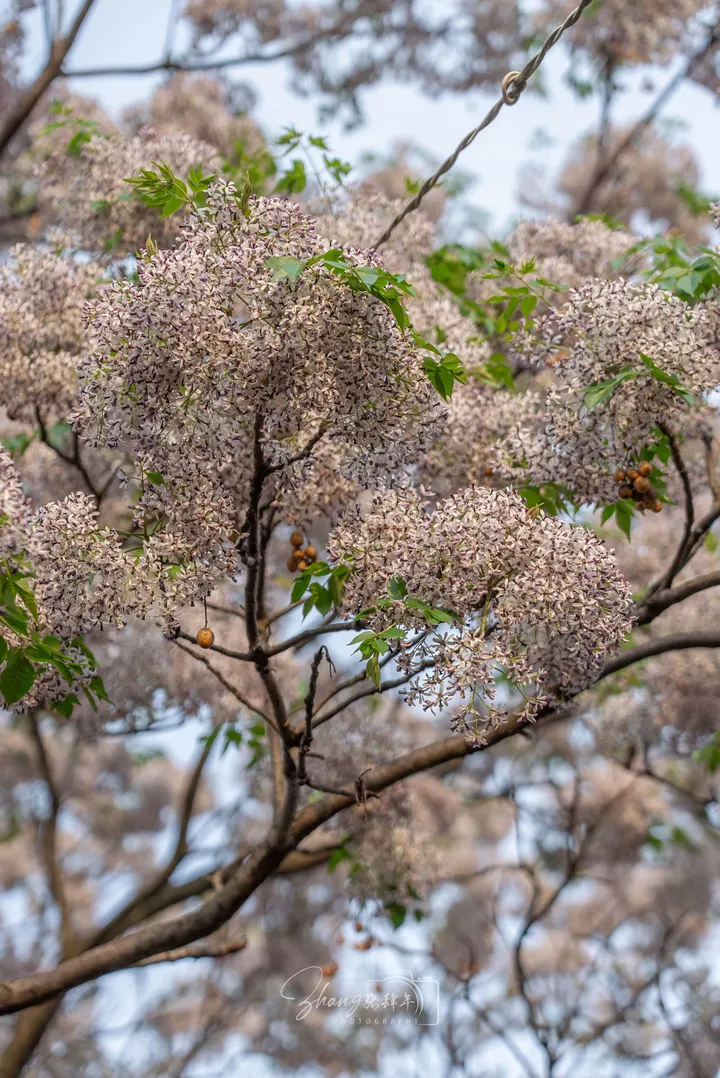 苦楝树花开