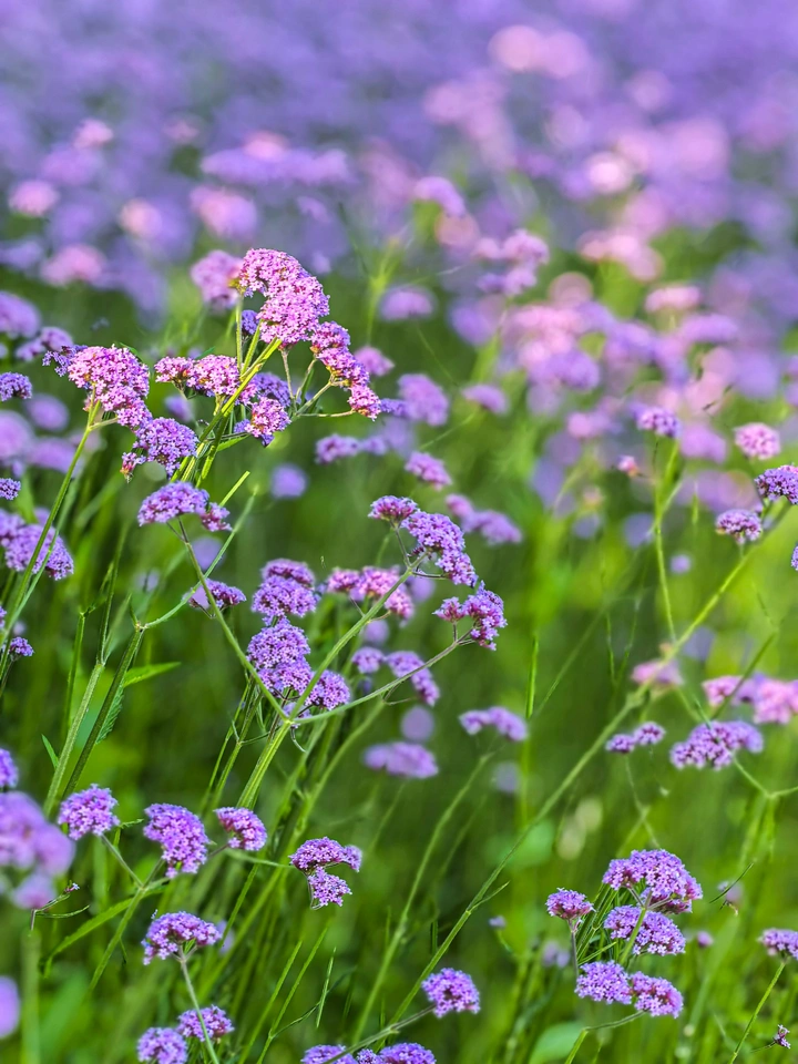 花海