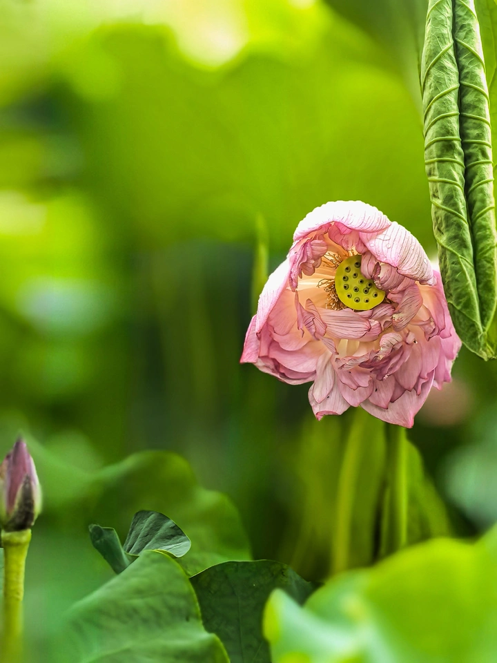 莲花