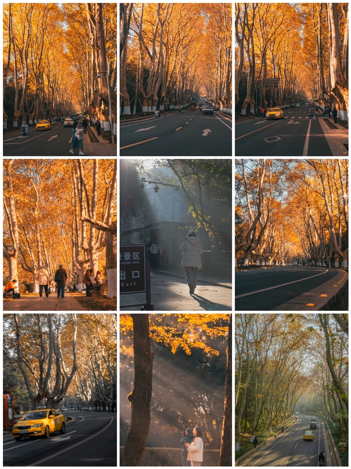 南京梧桐大道