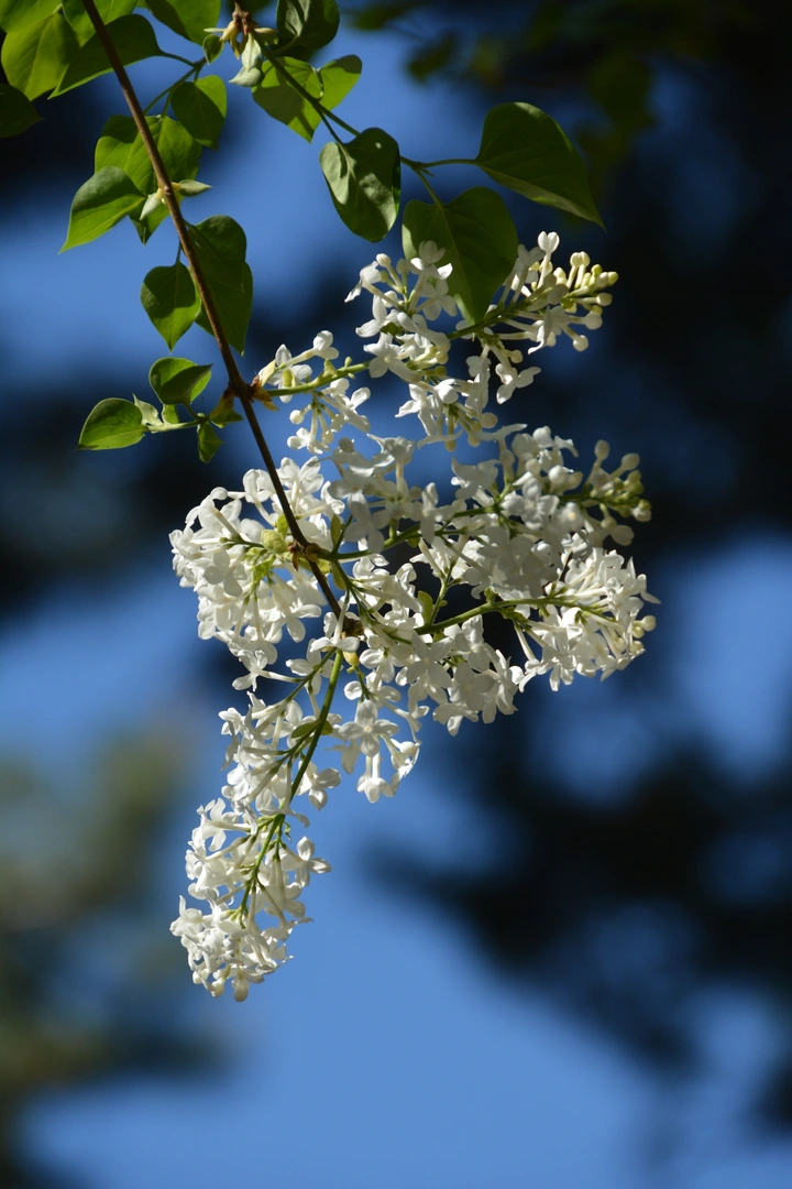 颐和园的丁香花
