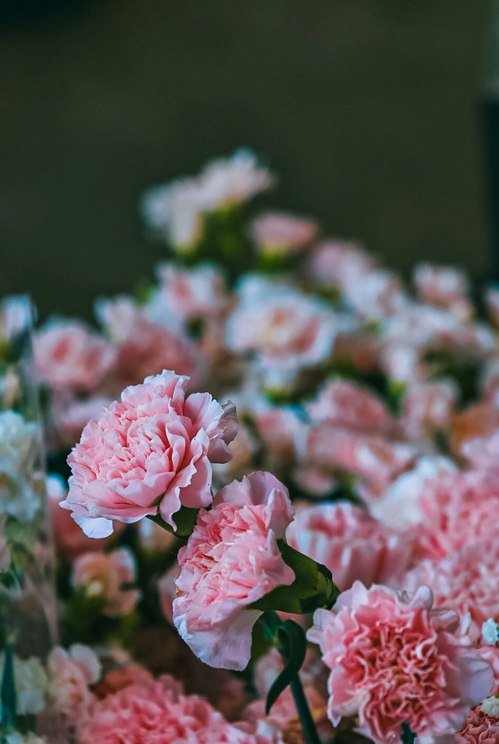 今日份的花