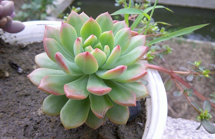 🌸花花世界🌸