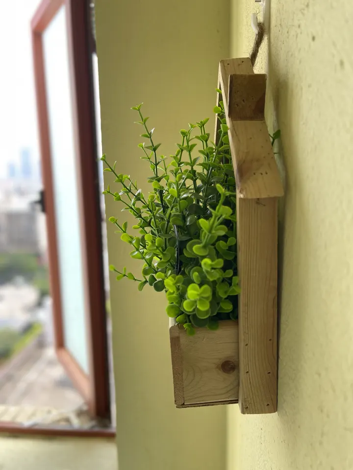 盆栽绿植