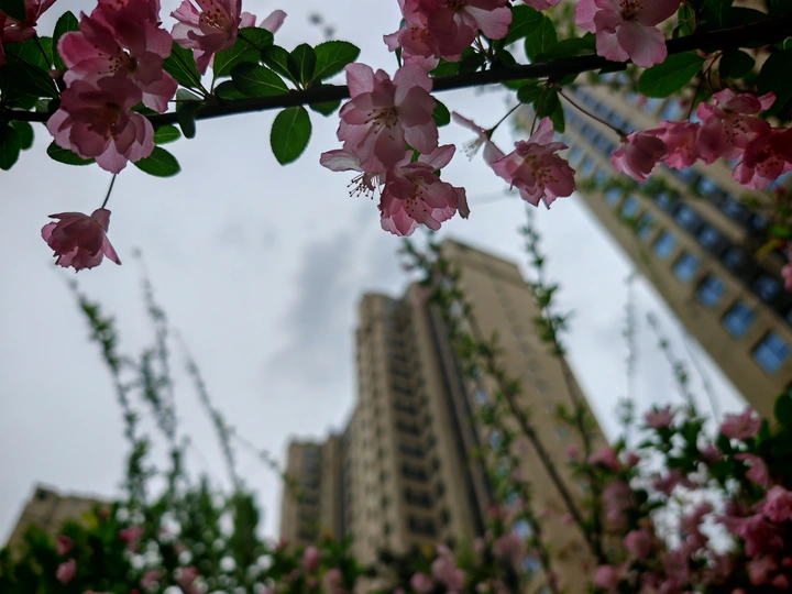 鲜花配建筑美美哒👍👍