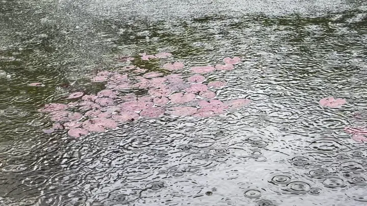 校园雨天情