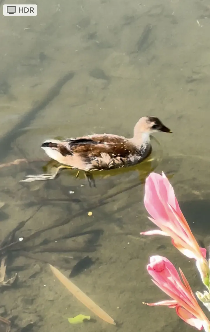 黑水鸡悠闲生活