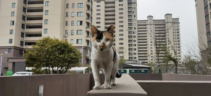 一只好奇的猫咪