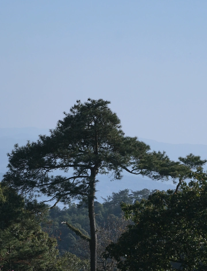 过年爬鼓山