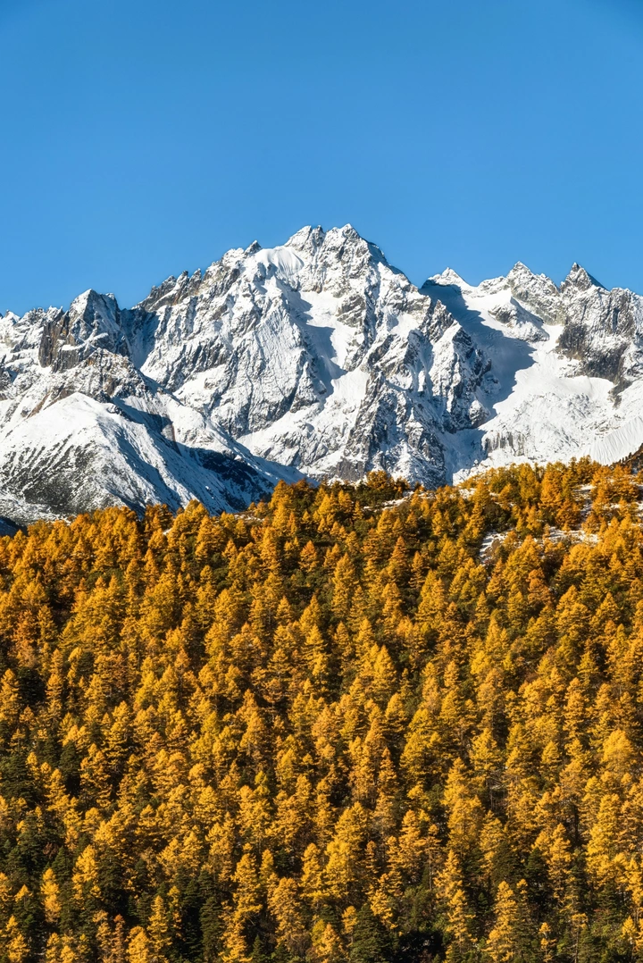 雪山和秋色