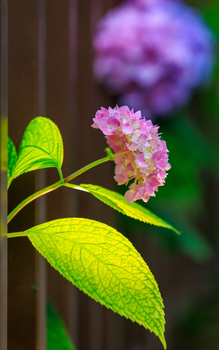 光影绣球花