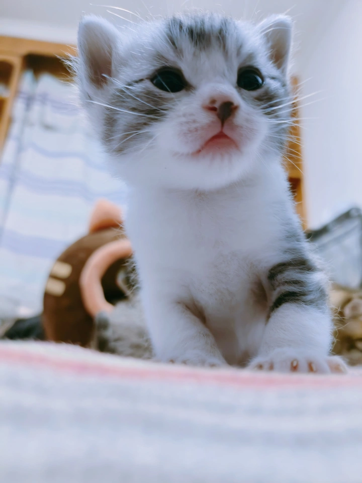 小猫咪