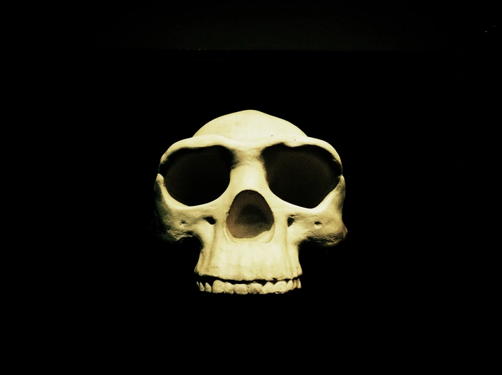 骷髅画像☠️
