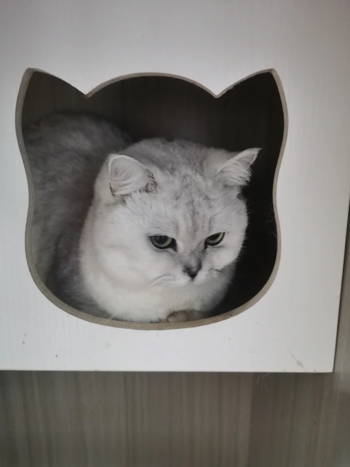 猫中猫