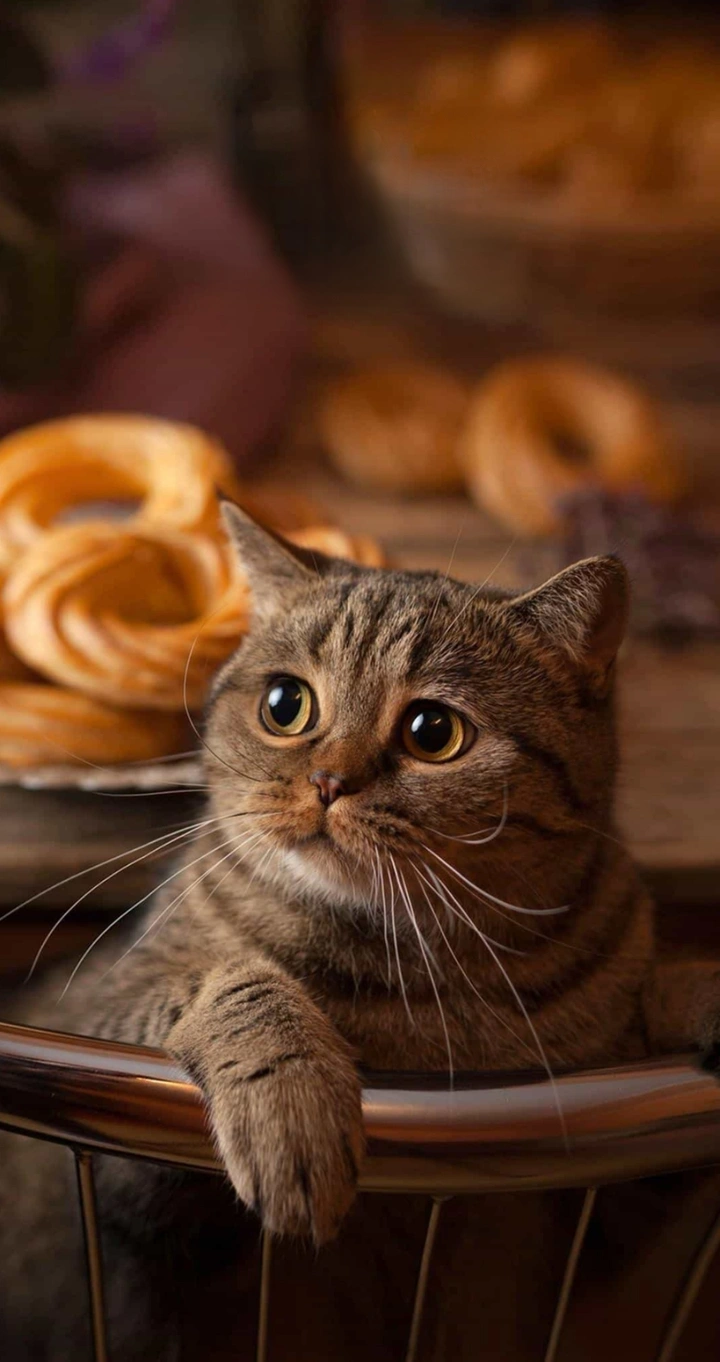 烘焙店的小猫咪