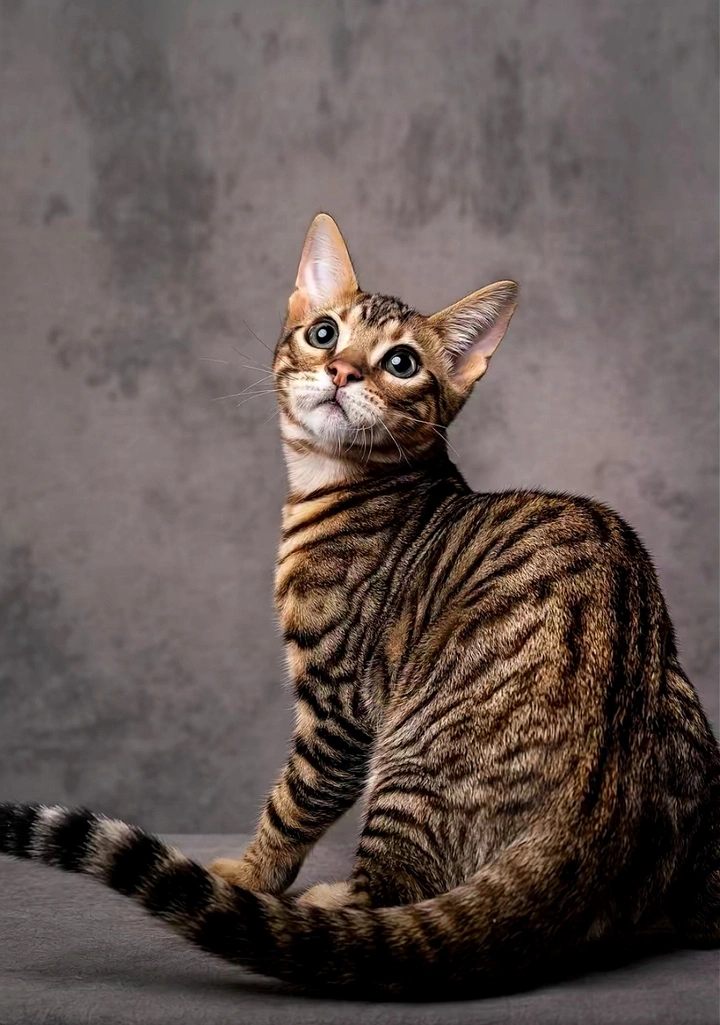 小豹猫
