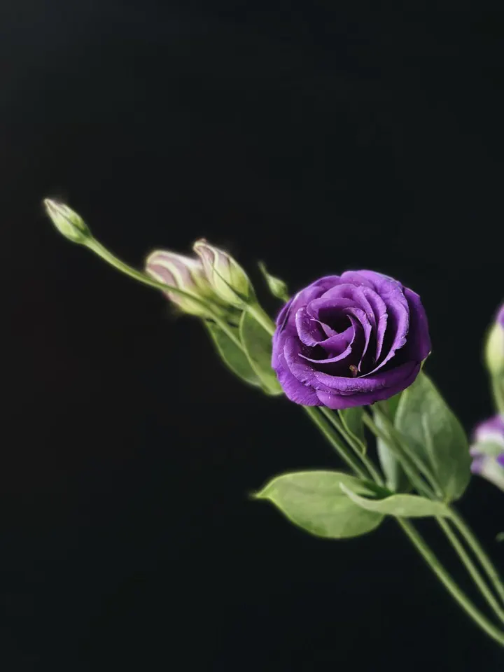 紫色桔梗花