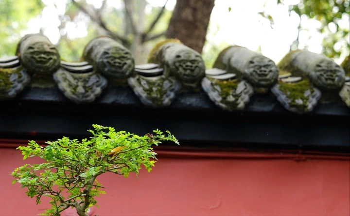 武侯之春