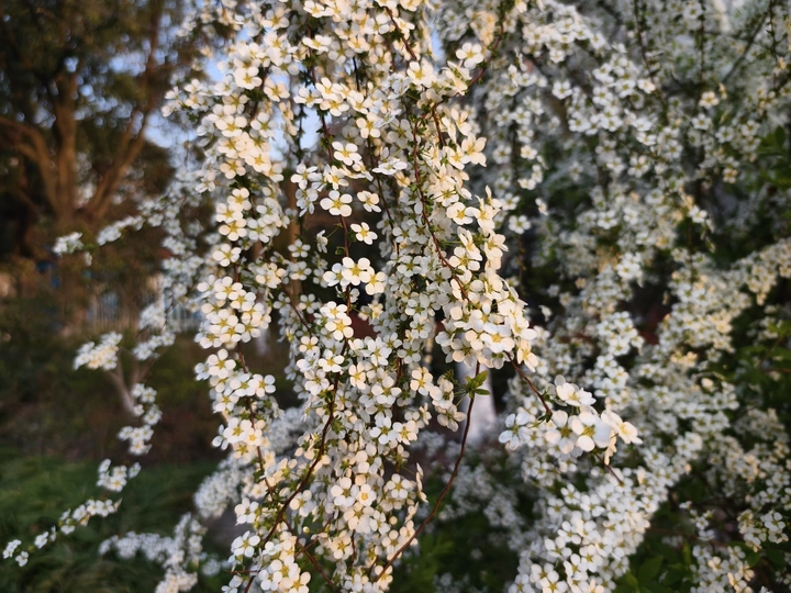 白色珍珠绣线菊