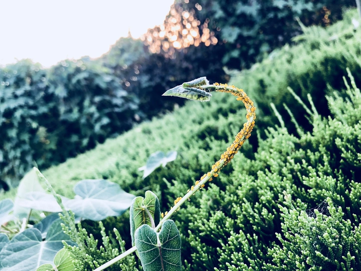 蚜虫
