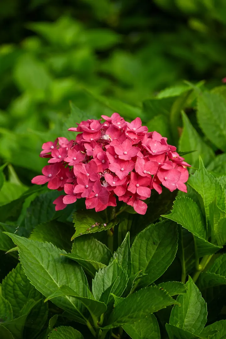 花开