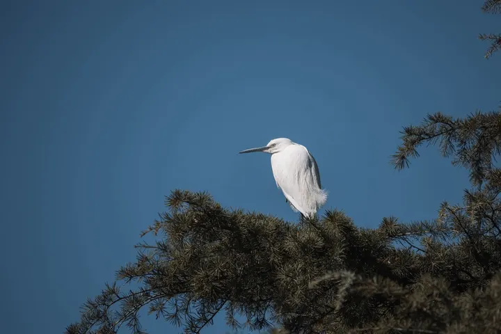 白鹭