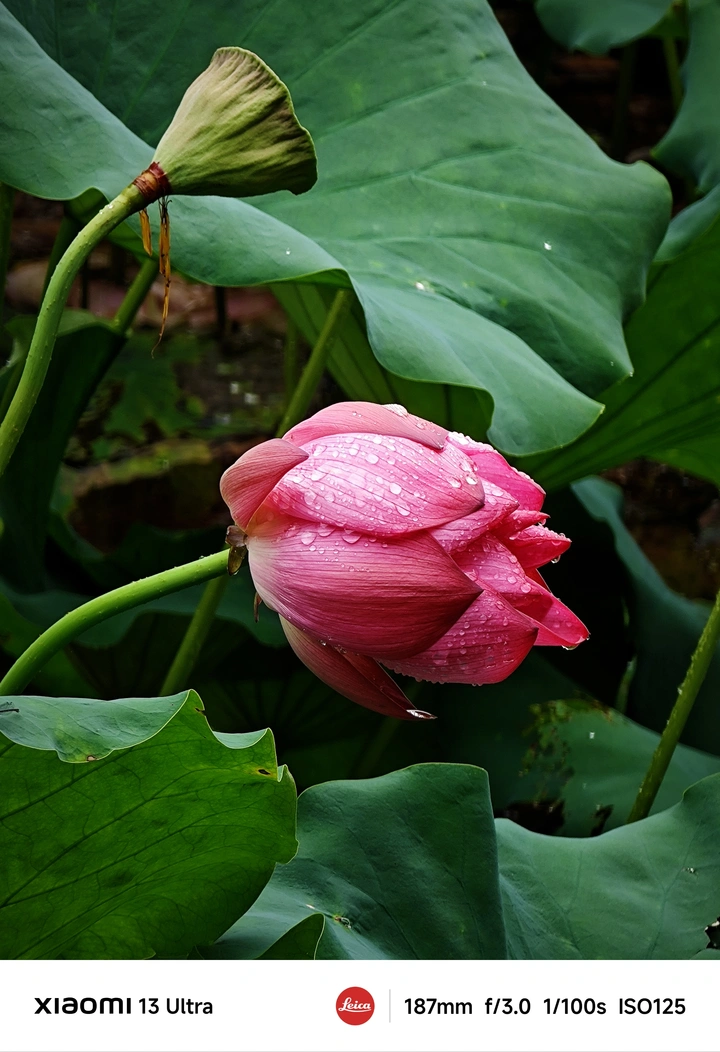 雨后荷花