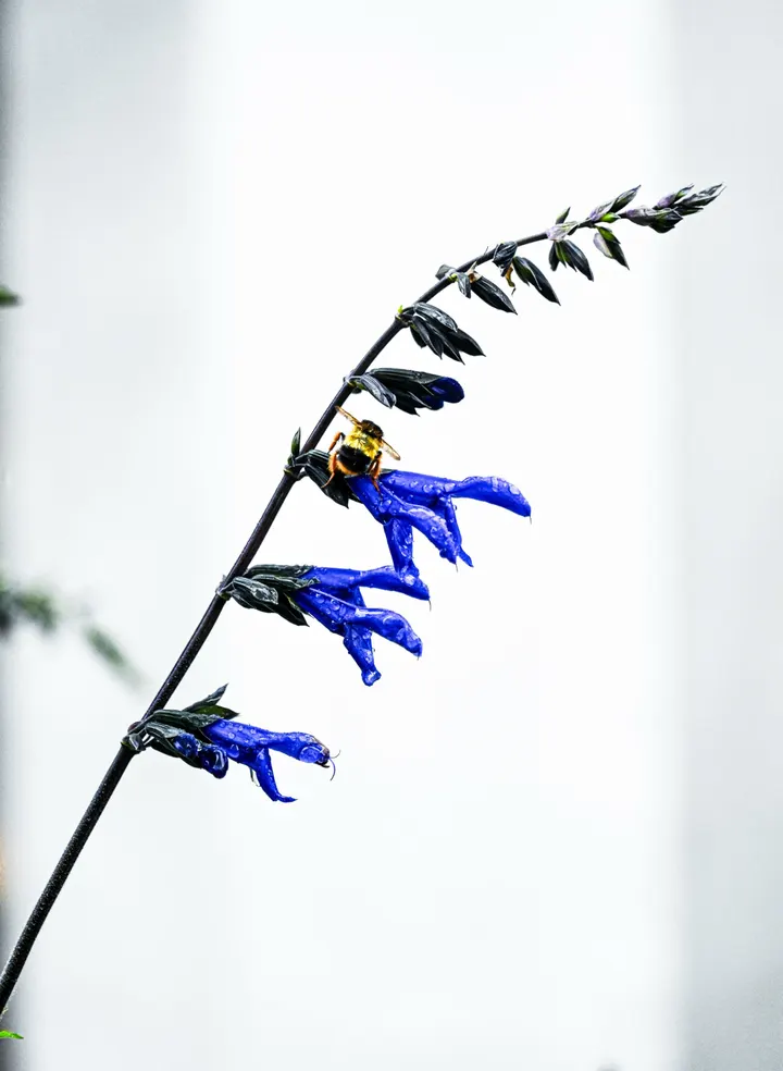 大胖蜜蜂