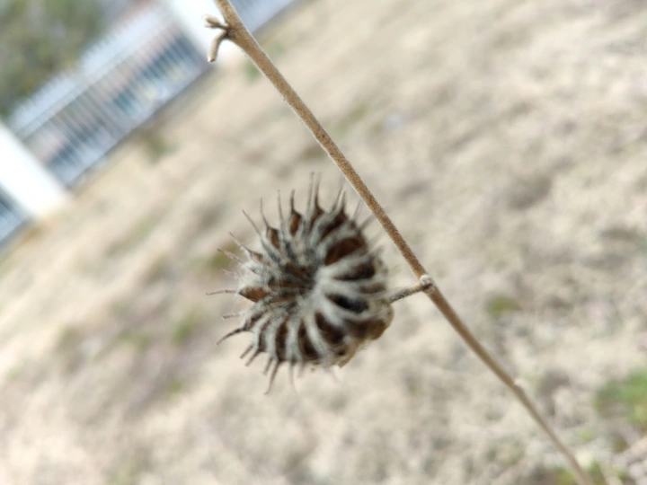 蒲公英的约定