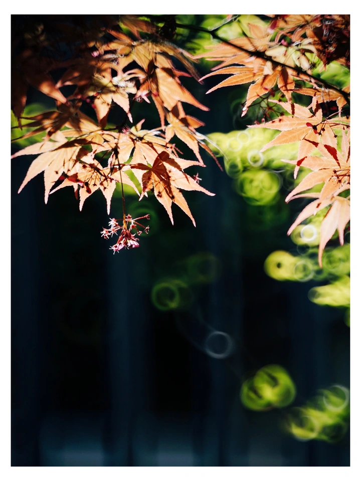 春天的呼吸