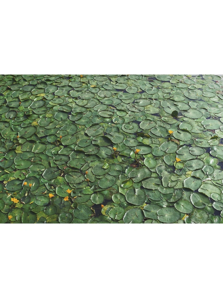 荷