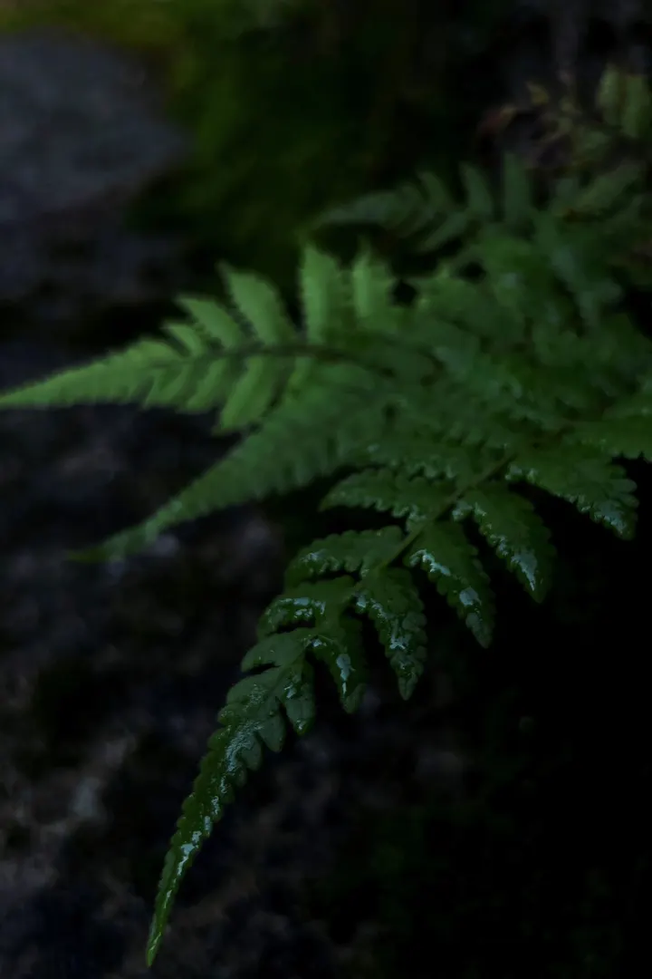 小草