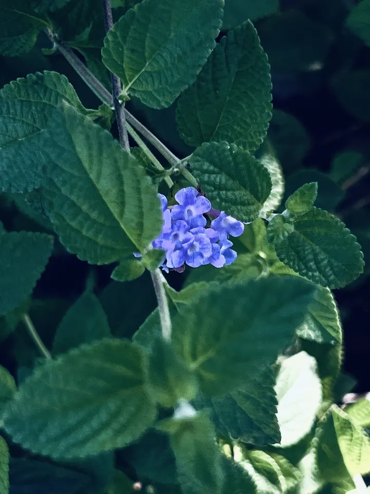 🌸小花