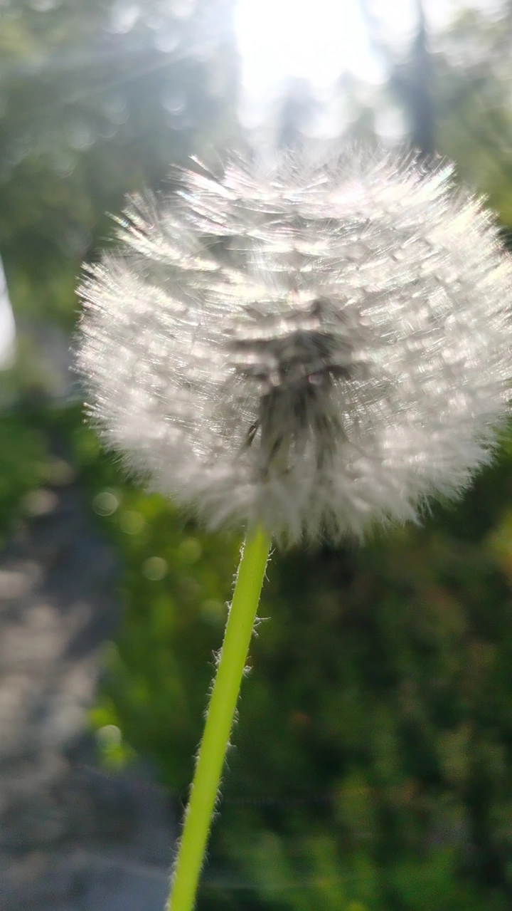 蒲公英