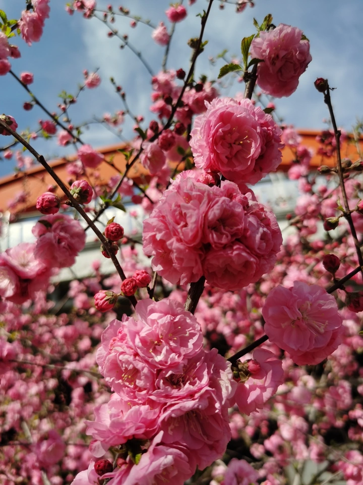 花海