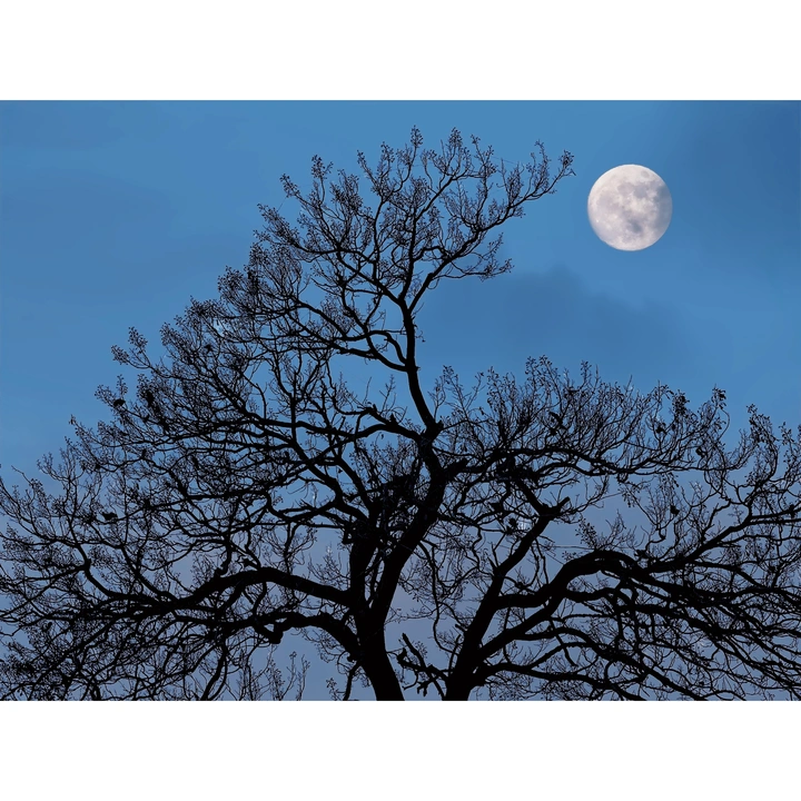 静夜思