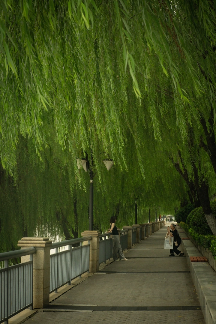 柳荫