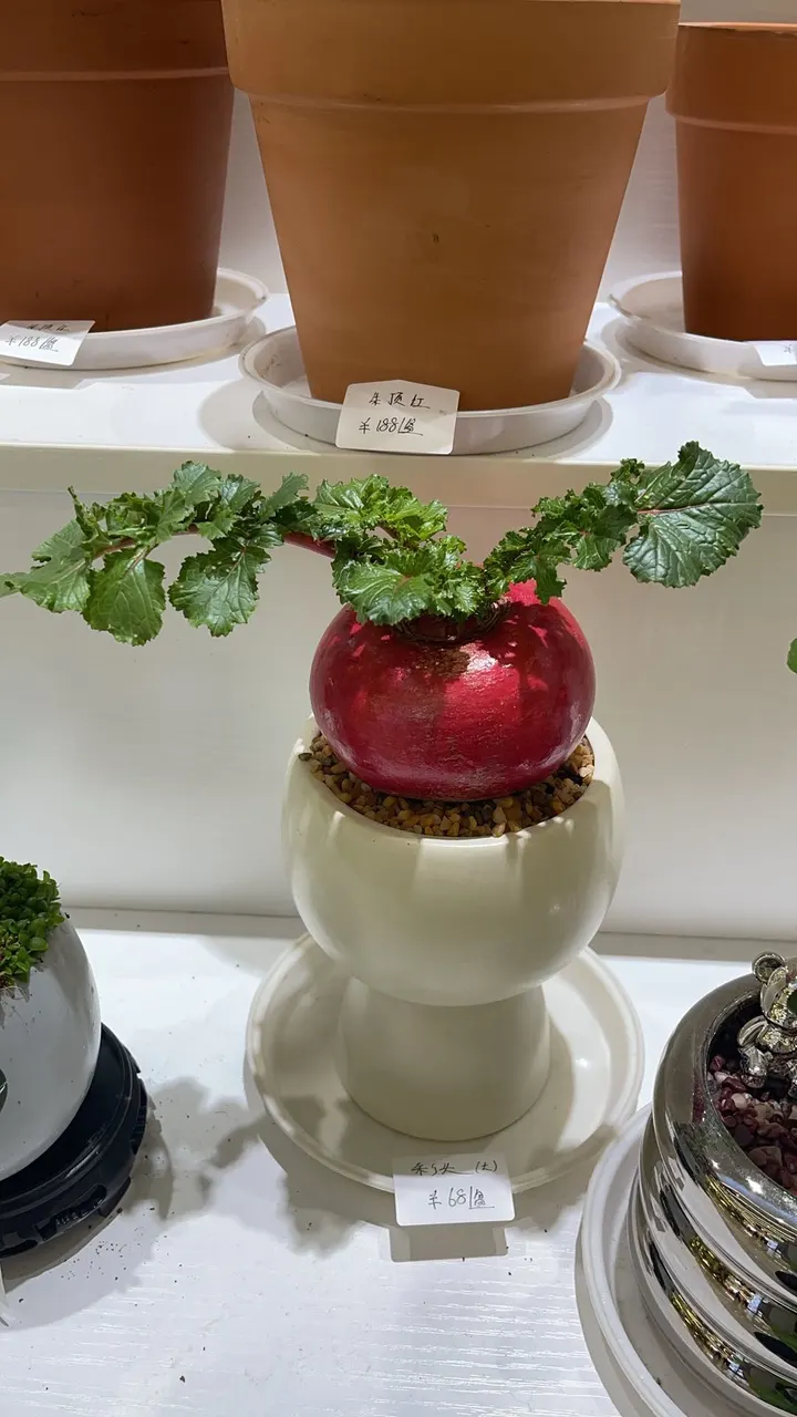 小盆栽