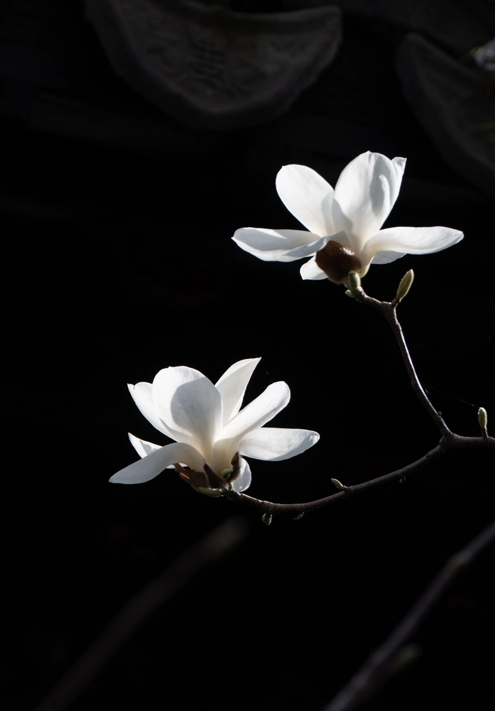 玉兰花的天花板